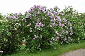 Image result for Syringa vulgaris Michel Buchner