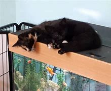 Image result for Torfaen Cats