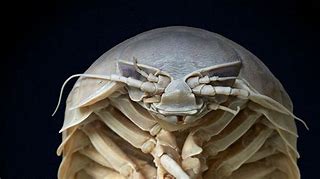 Image result for Ancient Isopods