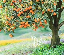 Image result for Beautiful Garden with Fruit Trees