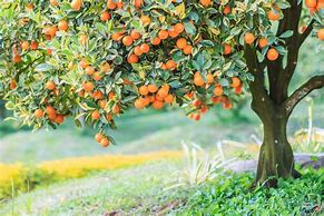 Image result for Big Garden with Fruit Trees
