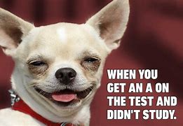 Image result for Funny Laugh Dog Meme