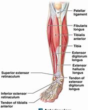 Image result for Right Anterior Lower Leg