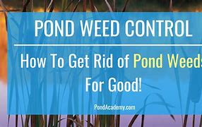 Image result for Pond Weed