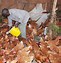 Image result for Mixed Farming in Kenya