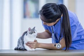 Image result for Warts On Cats