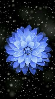 Image result for Black Flower iPhone Wallpaper