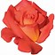 Image result for Orange Rose Clip Art