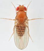 Image result for Pomace Fly