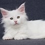 Image result for White Cat Wallpaper 4K