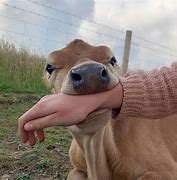 Image result for Cute Funny Cow