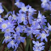 Image result for Chionodoxa forbesii Blue Giant