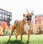 Image result for Boxer Dog Costumes