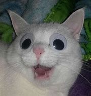 Image result for Cursed Smiling Cat