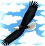 Image result for Pencil Drawing Eagle Wings