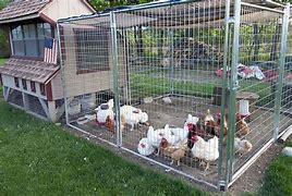 Image result for Chicken Wire Panels