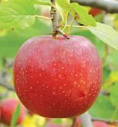 Image result for Little Apple