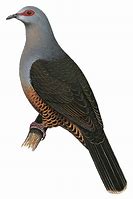 Image result for Cryptophaps Columbidae