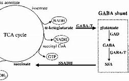 Image result for What Is Gaba in the Body