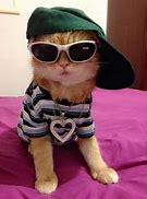 Image result for Cool Animals with Glasses