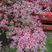 Acer palmatum Butterfly に対する画像結果