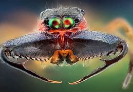 Image result for Funny Bug Pics