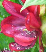 Image result for Paeonia suffruticosa Luo Yang Hong