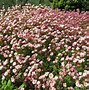 Image result for Saxifraga arendsii Pixie