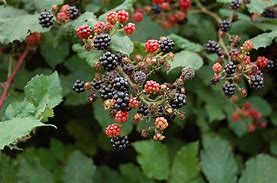 Image result for Himalayan BlackBerry Invasive