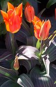 Image result for Tulipa Juan