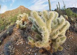 Image result for Sonoran Desert Native Plants