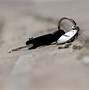 Image result for How to Call My Keys When Lost