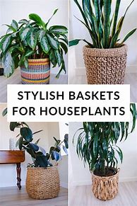 Image result for Basket Planters Indoor Use