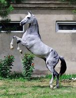 Image result for Akhai Horse