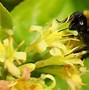 Afbeeldingsresultaten voor Diervilla rivularis Honeybee