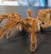Image result for The World Record for the Biggest Spider
