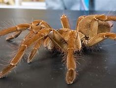 Image result for World Record Biggest Spider