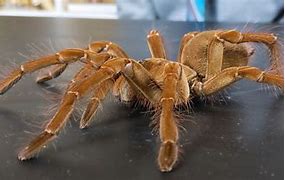 Image result for World Big Spider