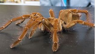 Image result for Biggest Spider in the Universe