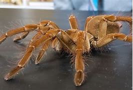 Image result for Biggest Spider in the World Guinness