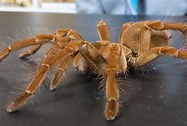Image result for What Is the Biggest Spider in the World
