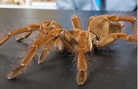 Image result for Largest Spider On Earth