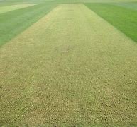 Image result for Artificial Cricket Pitch Construction