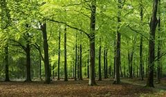 Image result for Netherlands Forest