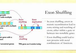 Image result for Exon Shuffling