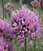 Bildergebnis für Allium senescens Lisa Blue