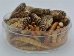 Image result for Crickets and MealWorms