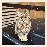 Image result for Puddy Cat