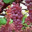 Image result for Grapes sunburn