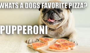 Image result for Dog Pizza Salad Meme